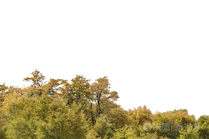 独立的林木背景照片-正版商用图片0ybo91-摄图新视界