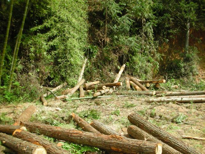 评析:(配图)滥伐林木罪是指违反森林法及其他保护森林法规,未经林业