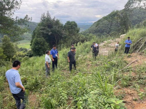 伐林种梨 凤冈男子砍伐自家林木被判刑