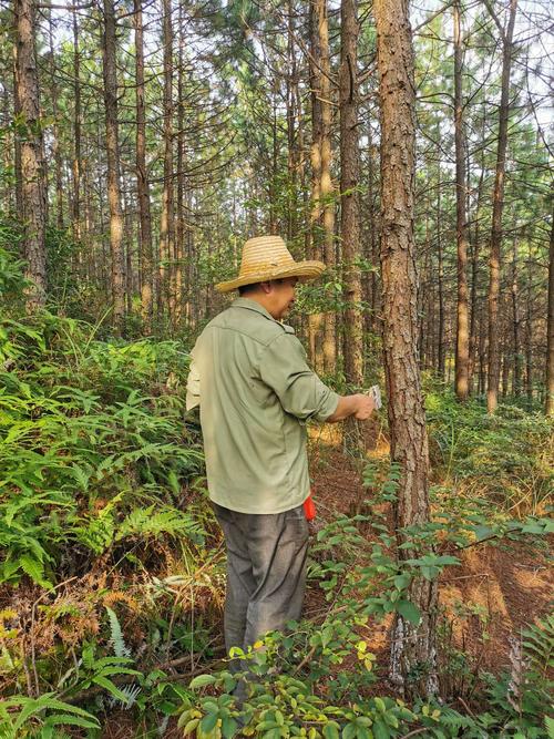 促进林木生长 培育森林资源 遇元分场顺利完成森林抚育湿地松间伐