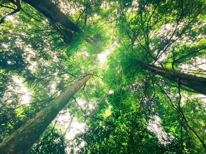 超美超珍贵永川这片林木成为全国最大重庆唯一