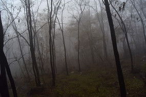 浓雾中的林木下载 5723420