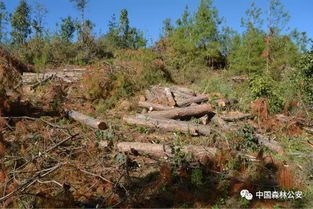 佤山森林公安在 2017利剑行动 中查处两起特大滥伐林木案