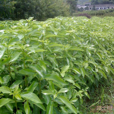 【大恒新采香樟种子大叶香樟小叶香樟包发芽樟树种子优质林木种子】沭阳县大恒苗木场 - 产品库