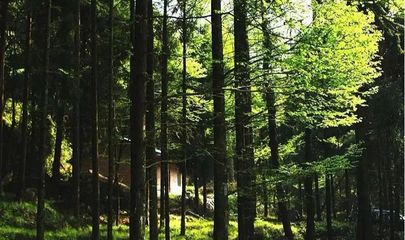 图说巴中美景 | 林木葱,清风爽,森林康养天马山
