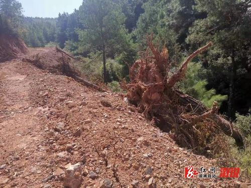 溆浦县森林公安破获一起滥伐林木案