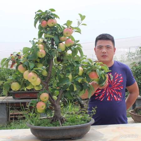 4种果树 请进宅 ,旺宅旺家,寓意丰收发财,果子还能吃