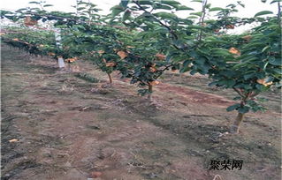 2公分梨树苗 2公分梨树苗报价 梨树苗基地