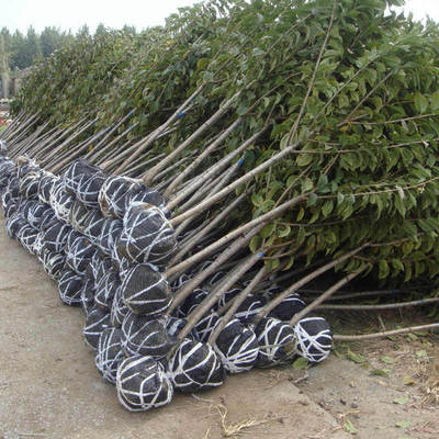 【山东樱桃果树苗种植基地 现货供应樱桃小苗批发 苗圃直销 价格低】价格,厂家,图片-中国网库