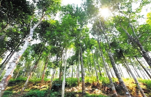 东方首本珍贵林木沉香树不动产权证办理成功