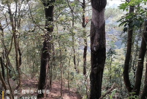 可惜 贵港七百多亩马尾松林木以及林地使用权拍卖,258万还流拍