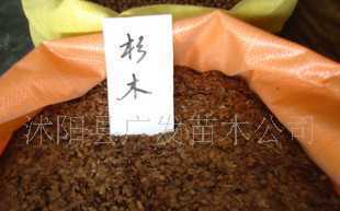 低价出售优质林木种子/杉木种子 每斤138元_农副产品_世界工厂网中国产品信息库