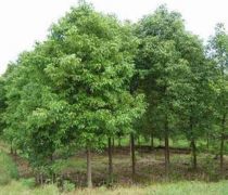 【蜀绣花果香樟树苗樟树苗批发南方香樟园林景观移栽香樟基地直销占地绿化苗】苍溪县龙山镇绿光森林苗木销售部 - 产品库