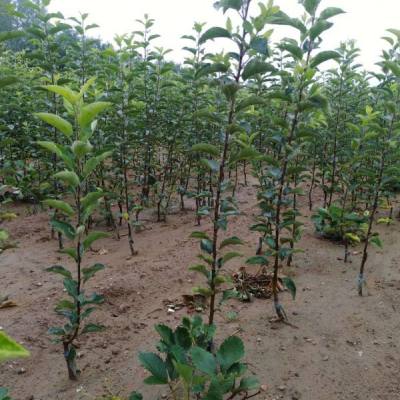 2年花牛苹果苗种植育苗基地明顺苗木_果树苗_--西北苗木网