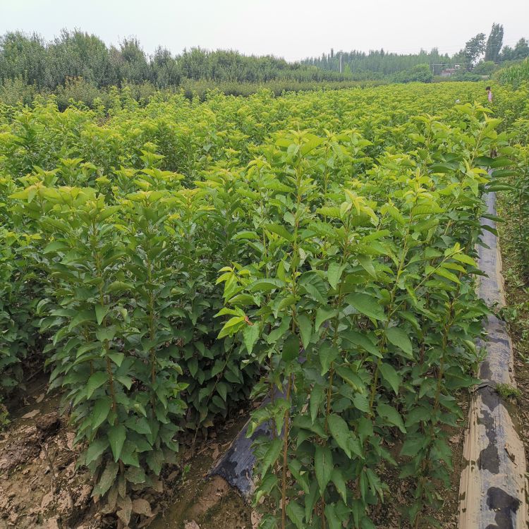 车厘子树苗种植基地樱桃苗新品种 - 泰安市泰山景区黄前镇羽腾果树苗