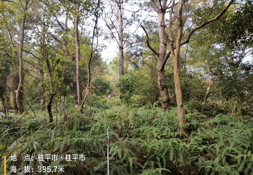 可惜 贵港七百多亩马尾松林木以及林地使用权拍卖,258万还流拍