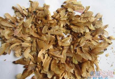 【厂家直销各种林木种子红豆杉国槐红枫种子重阳木等等保质保量】沭阳县新河镇子杰花卉园艺场 - 产品库