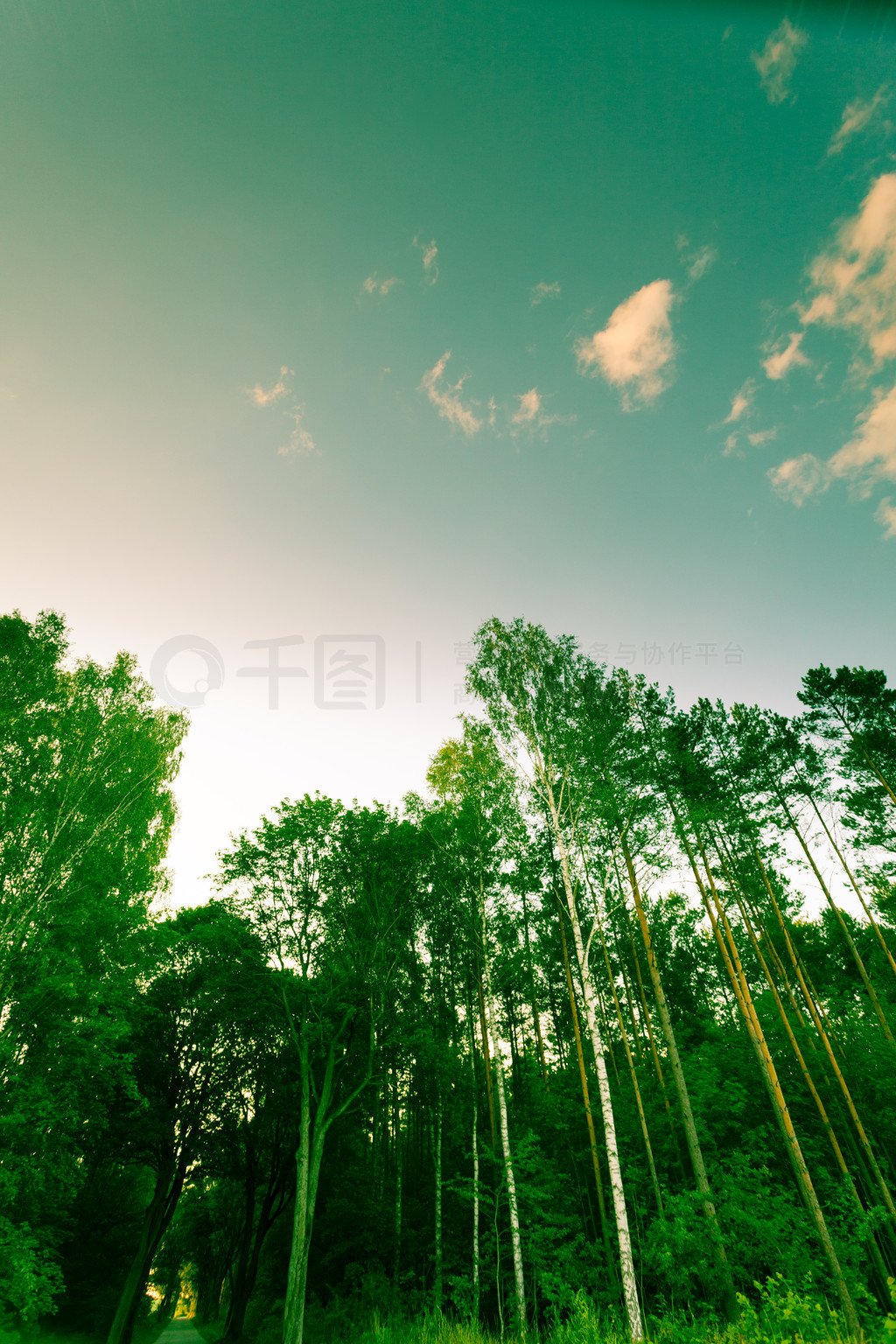 自然与环境。蓝天映衬下的林木。夏天的风景。