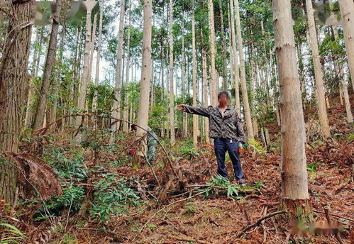 县森林公安局为群众挽回2万元林木损失