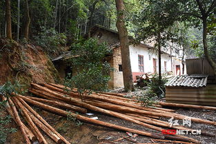 父子盗伐公益林木建房 湘潭森林公安依法打击