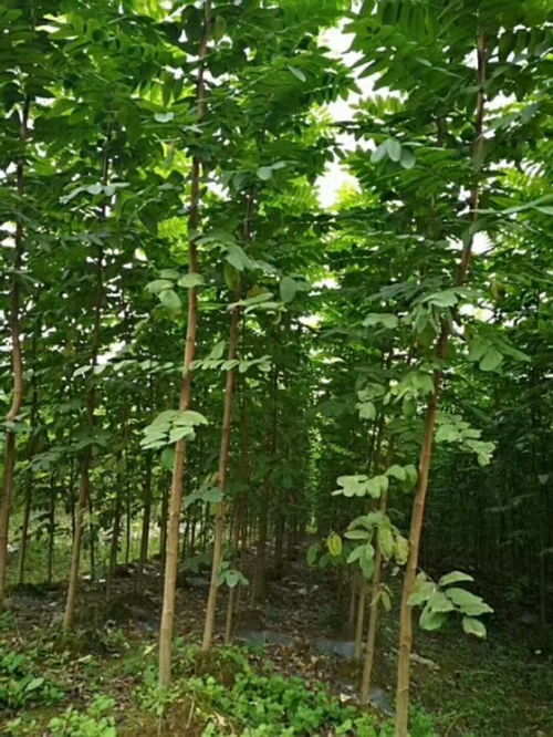 【安徽刺槐种植地】- 