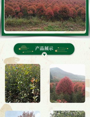 林木种苗市政道路绿化红叶石楠杯苗根系完整易种植现起现发