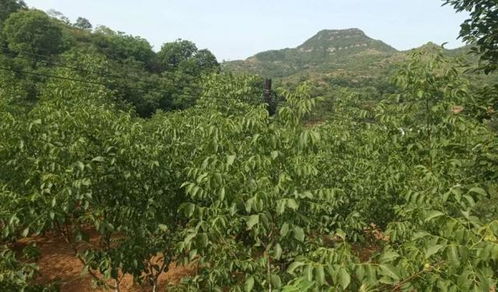 快看 邯郸磁县有 国家森林乡村 了
