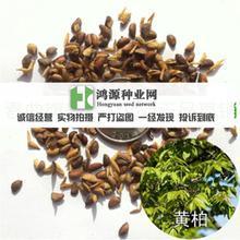 【黄菠萝种子】最新最全黄菠萝种子 产品参考信息