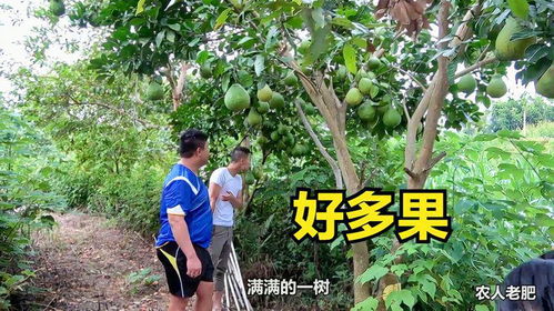 爸爸在后花园种了好多种果树,老肥带阿欢去参观,每一种果都好结
