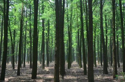 进去之后就被震撼了,当天很热,但在林子里面真是凉快… 林木都是水杉和池杉,据说是80年代.