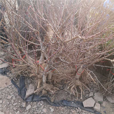 赤月桃树苗批发农户自繁自育黑龙江省