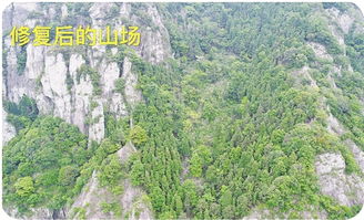 景区林木被人滥伐 重新补植的山林绿了