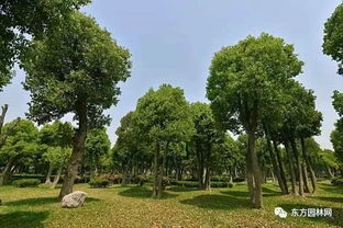 苗木产业还有没有前景