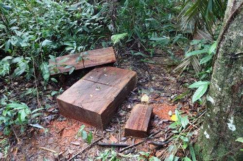 海南吊罗山 7.20 重大盗伐林木系列案件告破
