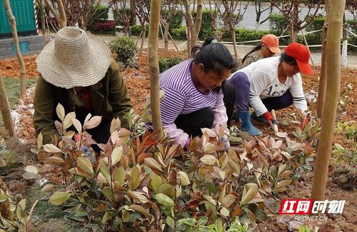 中国供销 郴州农副产品物流园建设如火如荼进行中