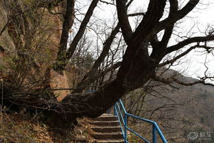 林木茂盛风光好 山西霍州七里峪
