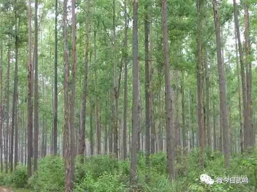 武鸣这些水库改造饮用水水源树种结构 为什么广西那么多速生桉 微今日武鸣