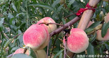 种植果树蚜虫无公害防治,其实很简单